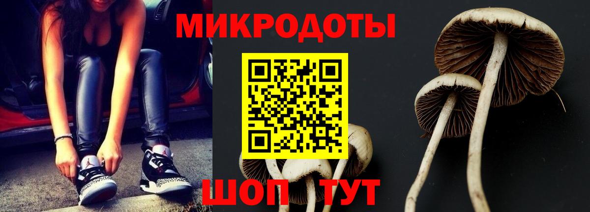 Псилоцибиновые грибы Psilocybe  Вход с VPN  Ленинск-Кузнецкий 